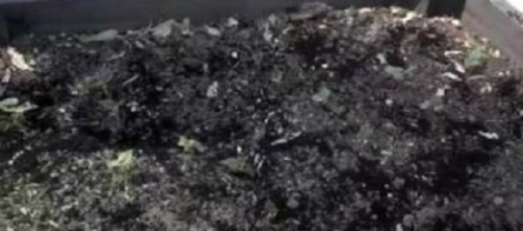 Use Coffee Grounds in Your Garden Image